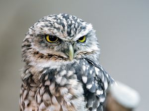 Превью обои сова, птица, взгляд