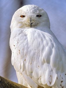 Превью обои сова, птица, взгляд, перья, белый