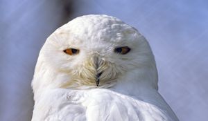 Превью обои сова, птица, взгляд, перья, белый