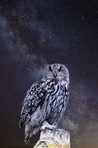 Превью обои сова, звездное небо, фотошоп