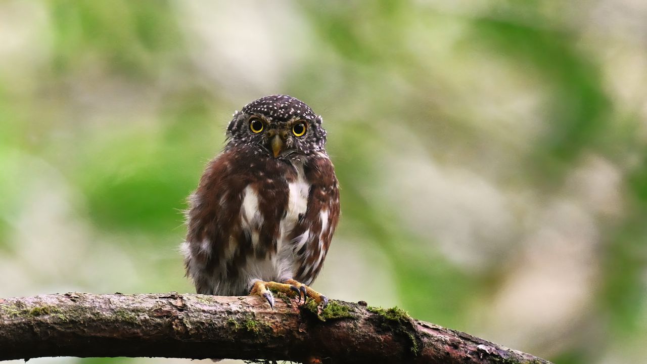 Обои совенок, птица, ветка, дикая природа