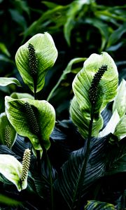 Превью обои спатифиллюм, листья, цветы, растение, зеленый, природа