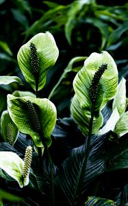 Превью обои спатифиллюм, листья, цветы, растение, зеленый, природа