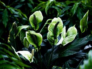 Превью обои спатифиллюм, листья, цветы, растение, зеленый, природа