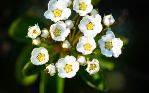 Превью обои спирея вангутта, цветы, лепестки, растение, макро