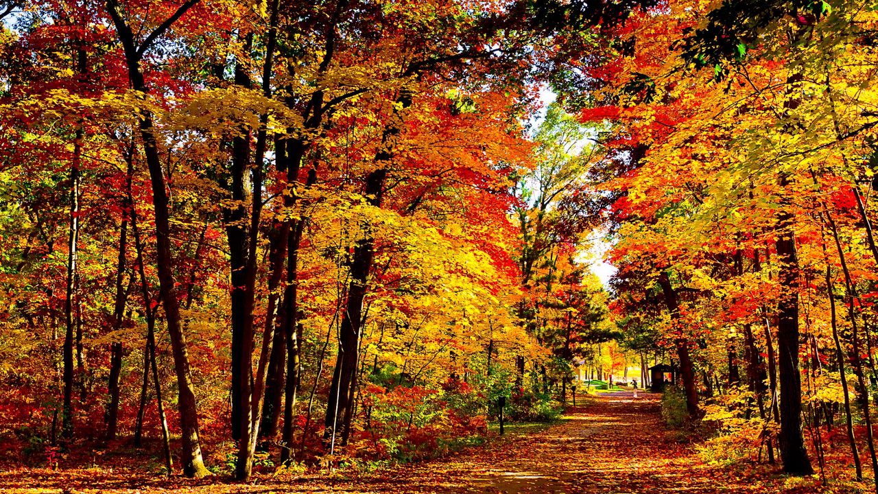 Обои сша, висконсин, лес, осень, деревья, листопад, ярко, дорога