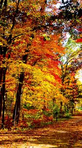 Превью обои сша, висконсин, лес, осень, деревья, листопад, ярко, дорога