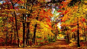 Превью обои сша, висконсин, лес, осень, деревья, листопад, ярко, дорога