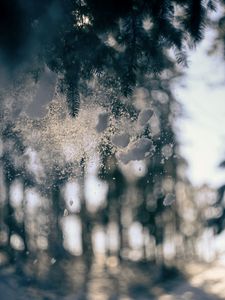 Превью обои стекло, снег, хвоя, зима, размытие