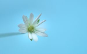 Превью обои стеллария, цветок, белый, синий, минимализм