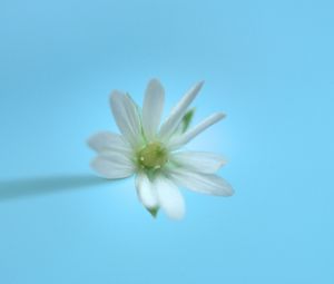 Превью обои стеллария, цветок, белый, синий, минимализм