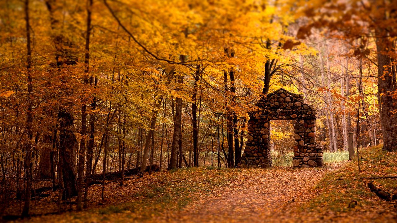 Обои стена, проем, лес, камни, осень, листья, деревья