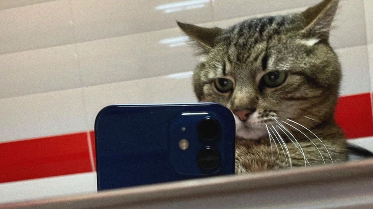 Обои степан, кот степан, селфи, телефон, зеркало