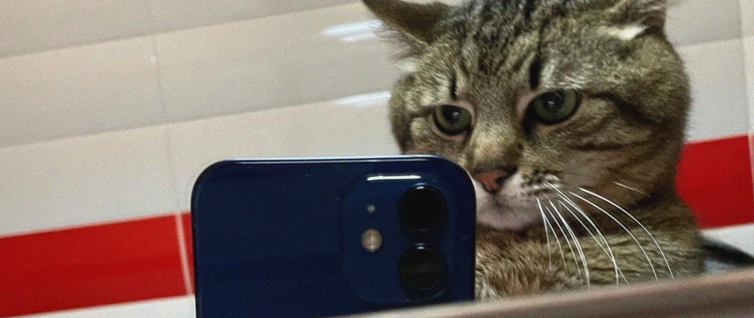 Кот с телефоном селфи