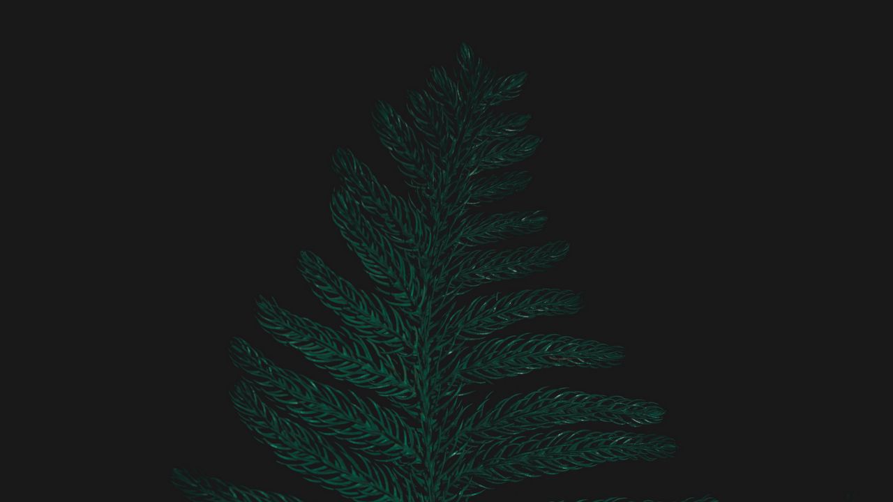 Обои страусиный папоротник, лист, растение, зеленый, темный