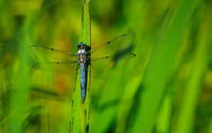 Превью обои стрекоза, крылья, насекомое, трава, макро, зеленый