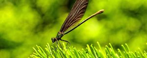 Превью обои стрекоза, насекомое, трава, крылья, полет