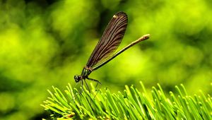 Превью обои стрекоза, насекомое, трава, крылья, полет