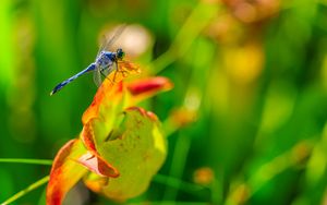 Превью обои стрекоза, природа, макро, лето, насекомое