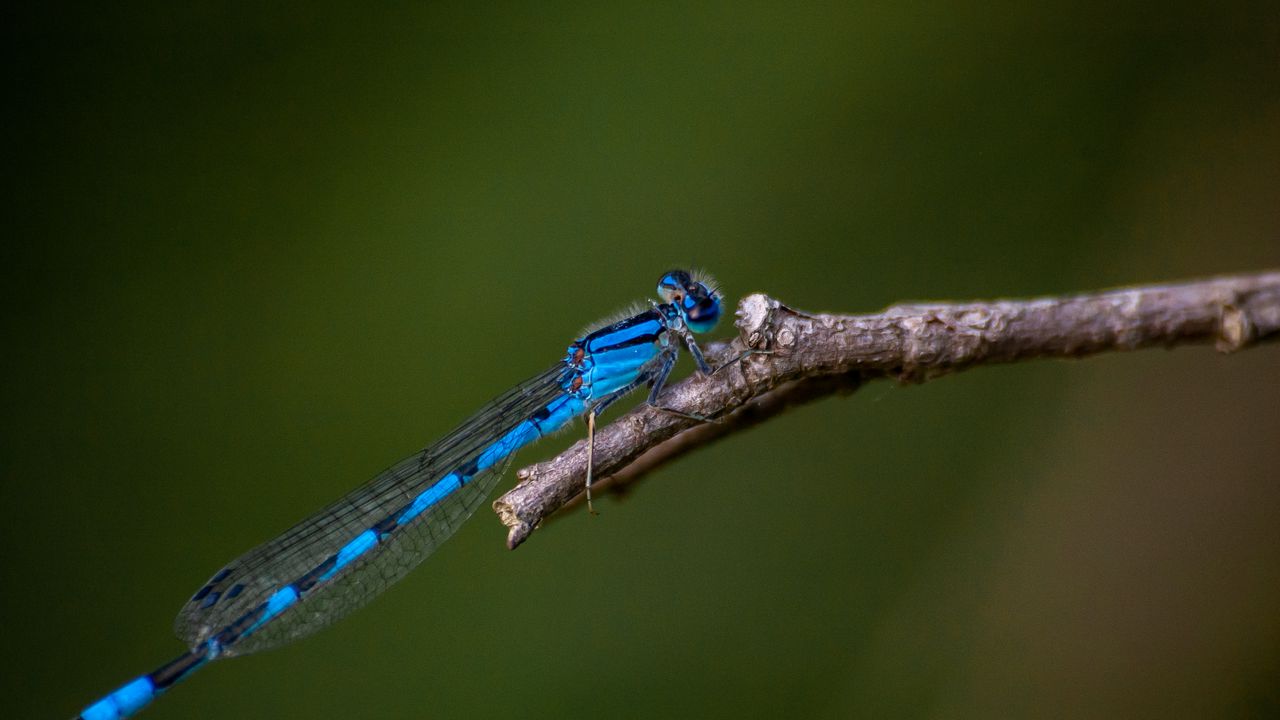 Обои стрелка голубая, стрекоза, насекомое, макро