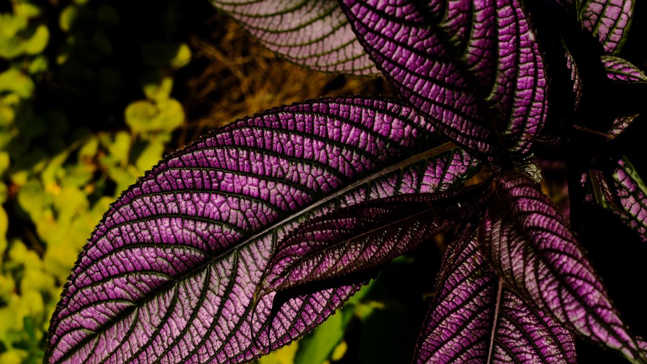 Обои стробилантес, листья, растение, макро, фиолетовый