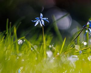 Превью обои сцилла, цветок, лепестки, размытие, макро