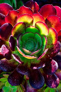 Превью обои суккулент, растение, лепестки, макро, капли