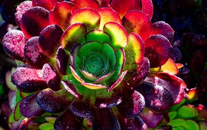 Превью обои суккулент, растение, лепестки, макро, капли