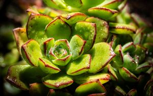 Превью обои суккуленты, растение, зеленый, макро, капли