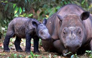 Превью обои суматранский носорог, детеныш, пара