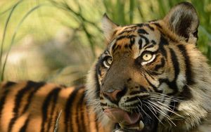 Превью обои суматранский тигр, морда, кошка, язык, хищник, тигр