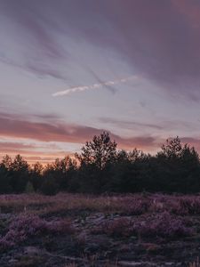 Превью обои сумерки, деревья, кусты, пейзаж, вечер