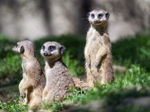 Превью обои сурикат, дикая природа, животное, дикий