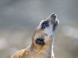 Превью обои сурикат, грызун, животное, профиль