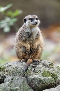 Превью обои сурикат, природа, камень, шерсть, животное