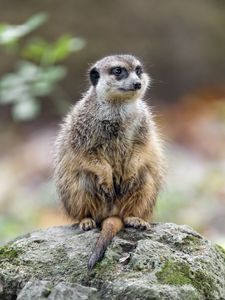 Превью обои сурикат, природа, камень, шерсть, животное