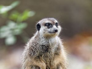 Превью обои сурикат, природа, камень, шерсть, животное