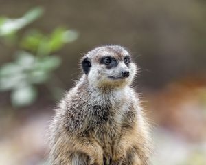 Превью обои сурикат, природа, камень, шерсть, животное