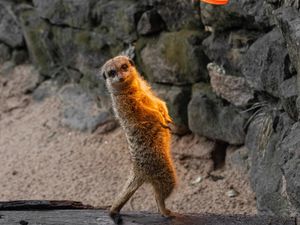 Превью обои сурикат, забавный, зверек, лампа