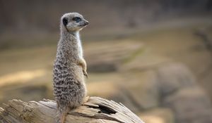 Превью обои сурикат, животное, дерево, бревно