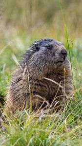 Превью обои сурок, трава, поле, маленький, животное