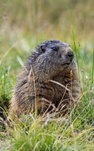 Превью обои сурок, трава, поле, маленький, животное