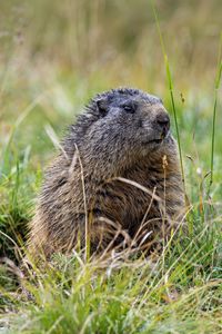 Превью обои сурок, трава, поле, маленький, животное