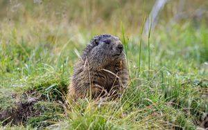 Превью обои сурок, трава, поле, маленький, животное