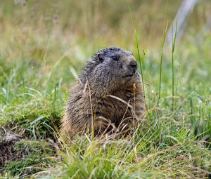 Превью обои сурок, трава, поле, маленький, животное