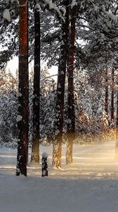 Превью обои свет, деревья, лучи, лес, зима, пробуждение