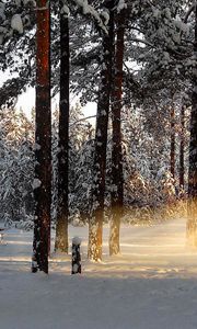 Превью обои свет, деревья, лучи, лес, зима, пробуждение