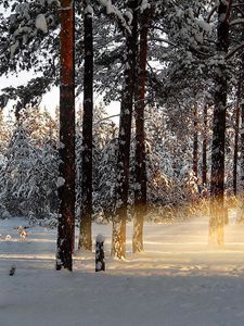 Превью обои свет, деревья, лучи, лес, зима, пробуждение