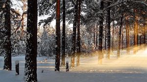 Превью обои свет, деревья, лучи, лес, зима, пробуждение