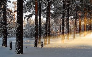 Превью обои свет, деревья, лучи, лес, зима, пробуждение